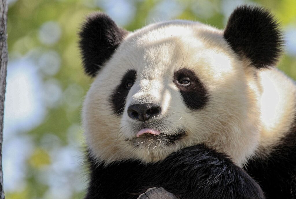 panda, animal, nature-7854772.jpg