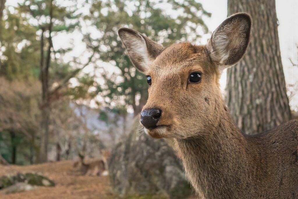 sika deer, deer, nara park-7843640.jpg